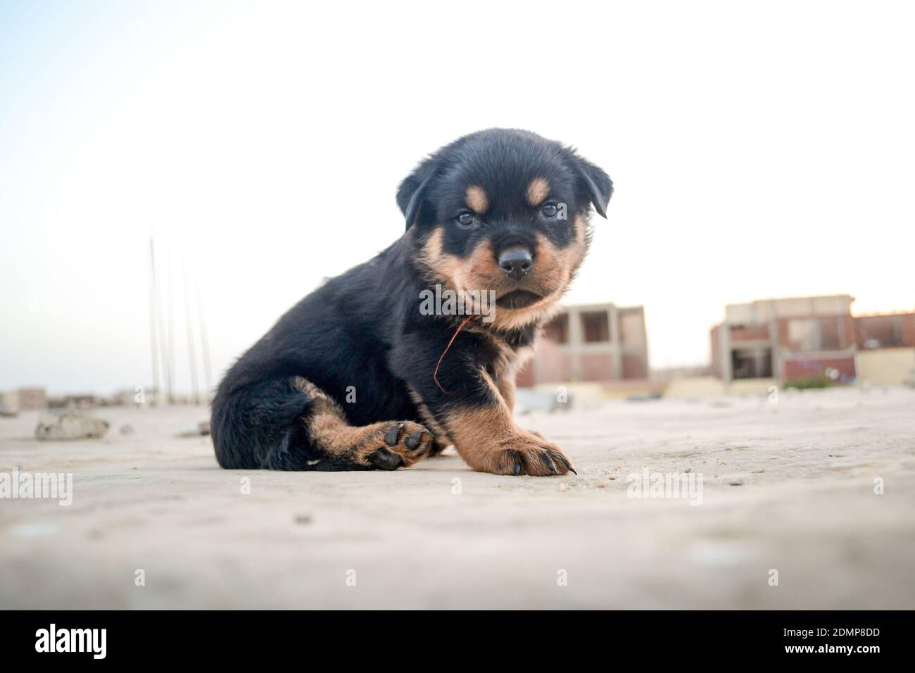 Page 12 Rottweiler Puppy Dog High Resolution Stock Photography And Images Alamy