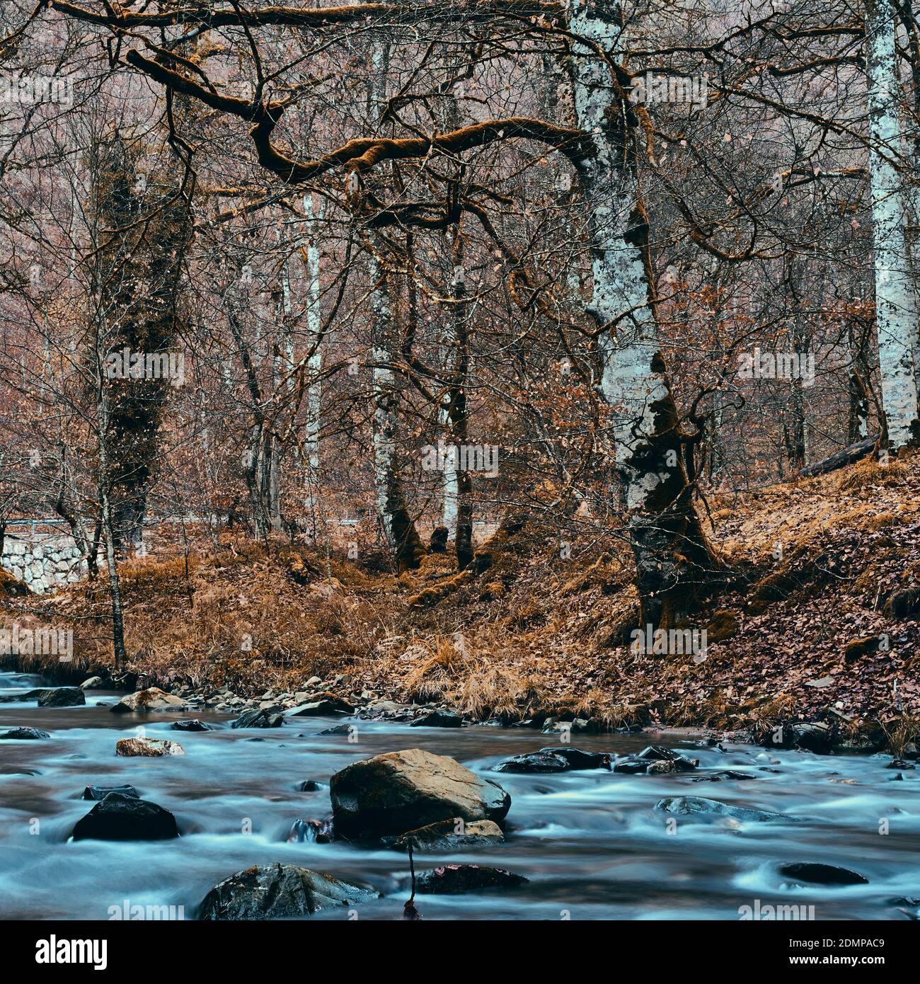 The Irati river runs slow into the beech forest in Navarre Stock Photo