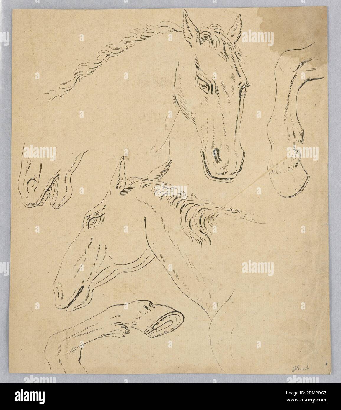Sketches of Horse Heads and Hooves, Jean-Baptiste Huët, (French, 1745–1811), Etching or engraving on paper, Several sketches of house heads and hooves, Europe, ca. 1745–1811, Print Stock Photo