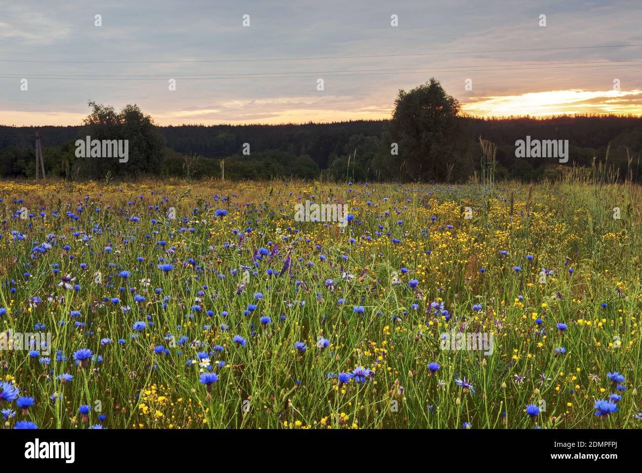 View of a flower meadow in the field. Stock Photo