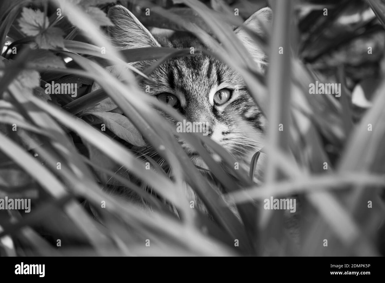 Cat hiding behind plant hi-res stock photography and images - Alamy