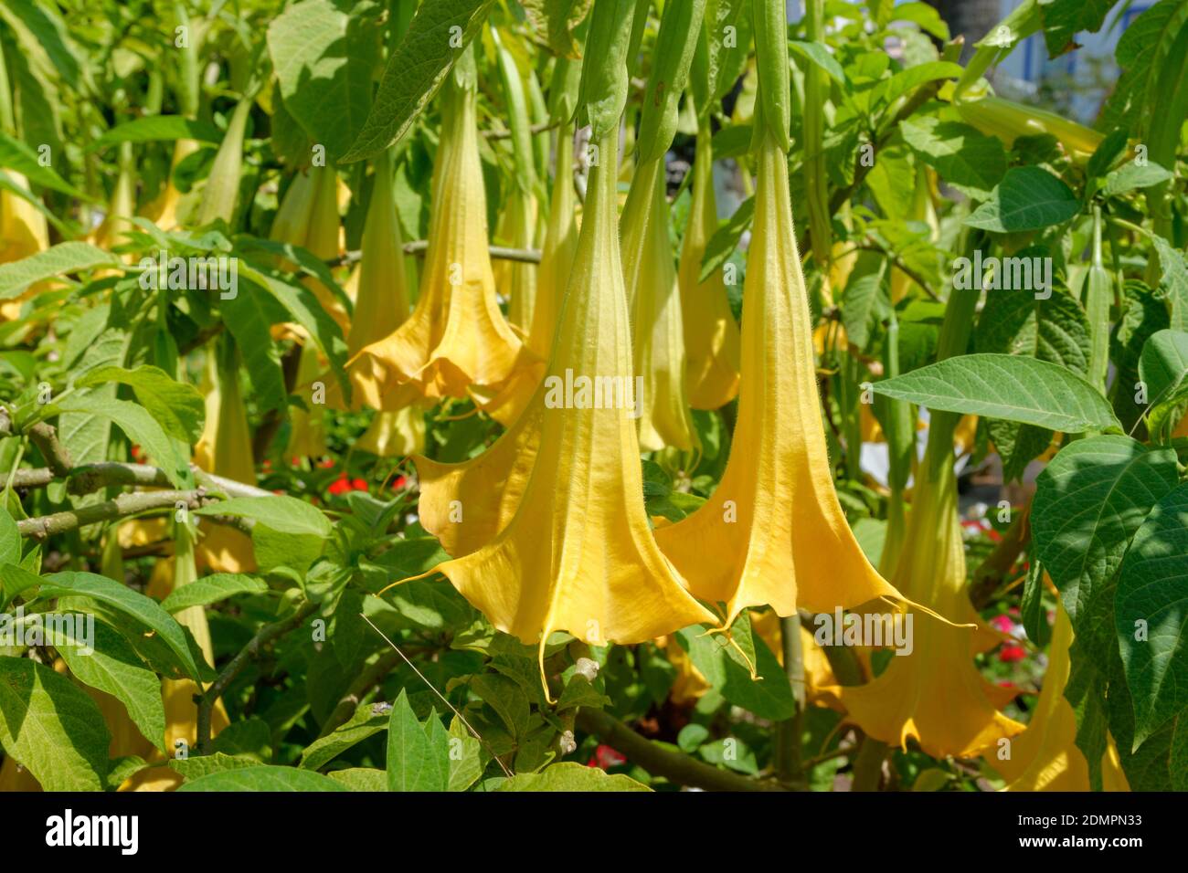 Angel's Trumpet or Brugmansia flowers. Stock Photo