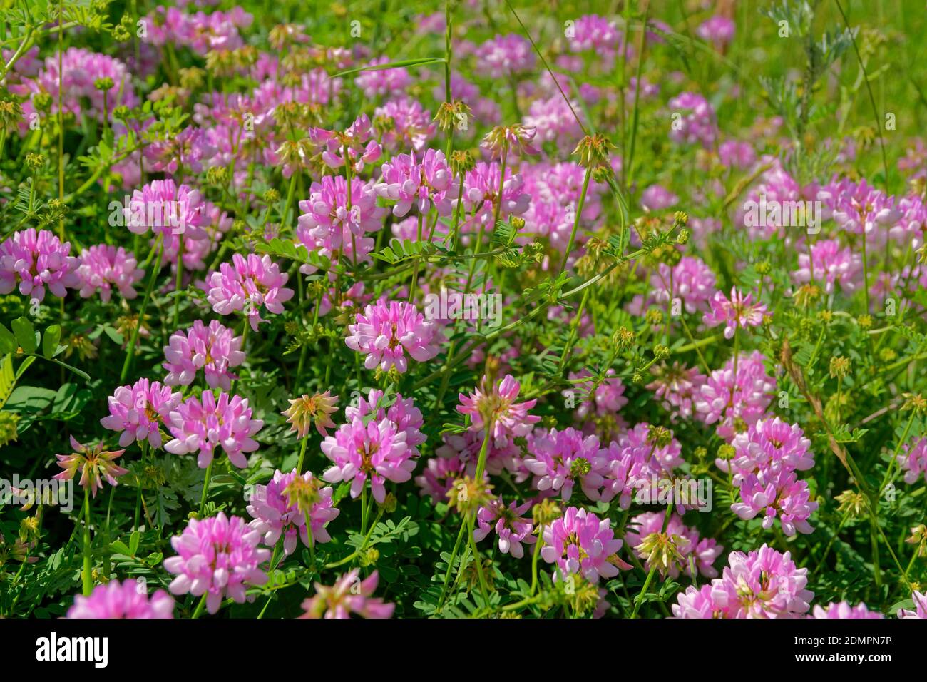 Wild Anthyllis Montana alpine flowers. Stock Photo