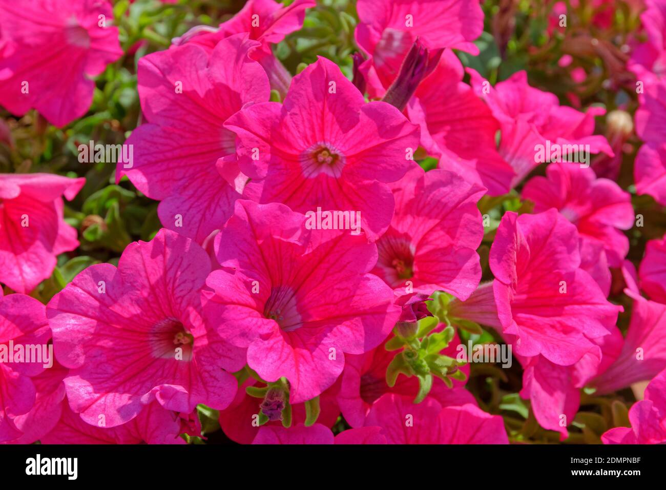 Pink Petunia Flowers. Stock Photo