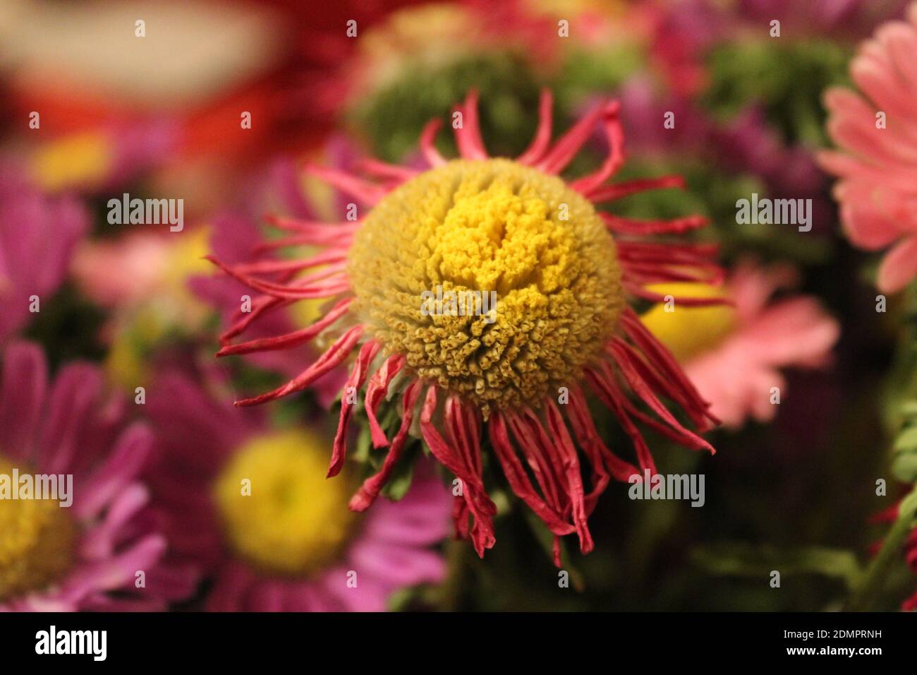 A selective focus shot of blooming Pyrethrum flowers Stock Photo