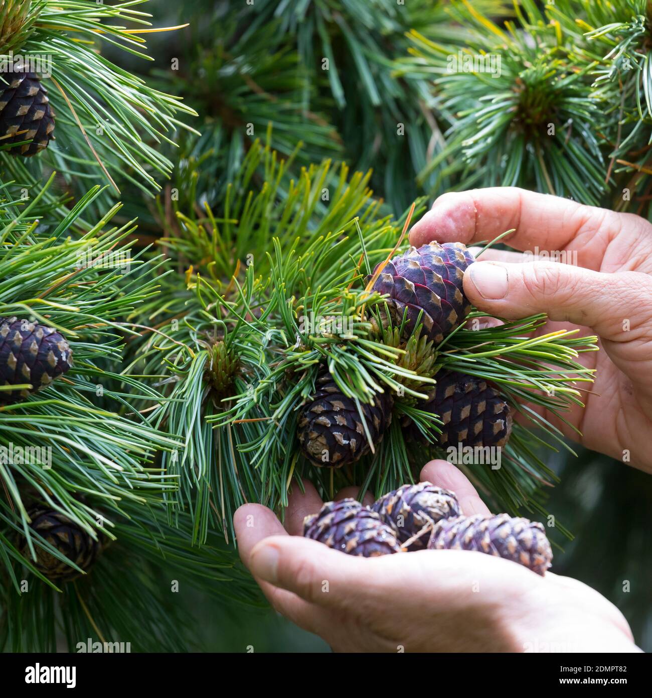 Zirbenzapfen-Ernte, Ernte, Sammeln von Zirbenzapfen, Zapfen-Ernte,  Zirbel-Kiefer, Zirbelkiefer, Zirbel, Zirbe, Arve, Zapfen, Zirbenzapfen,  Pinus cembr Stock Photo - Alamy