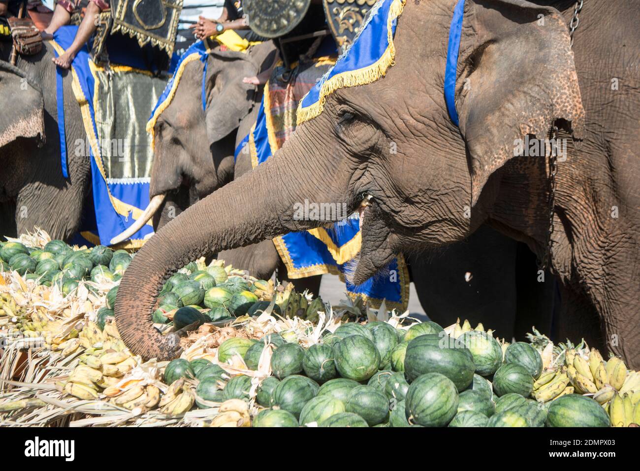 Elephant with watermelon hires stock photography and images Alamy
