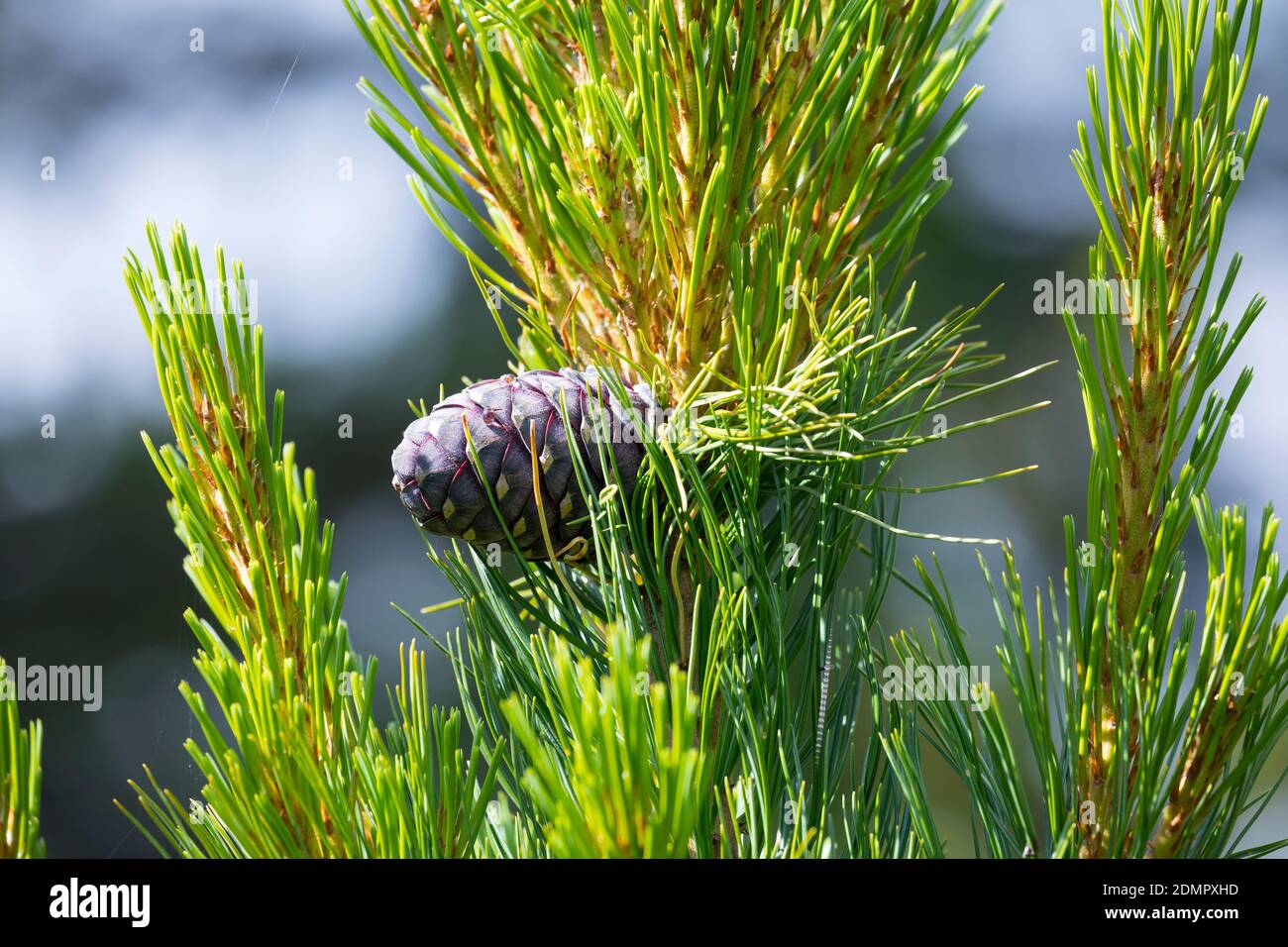 Zirbel-Kiefer, Zirbelkiefer, Zirbel, Zirbe, Arve, Zapfen, Zirbenzapfen, Pinus cembra, Arolla Pine, Swiss pine, Swiss Stone Pine, Austrian stone pine, Stock Photo