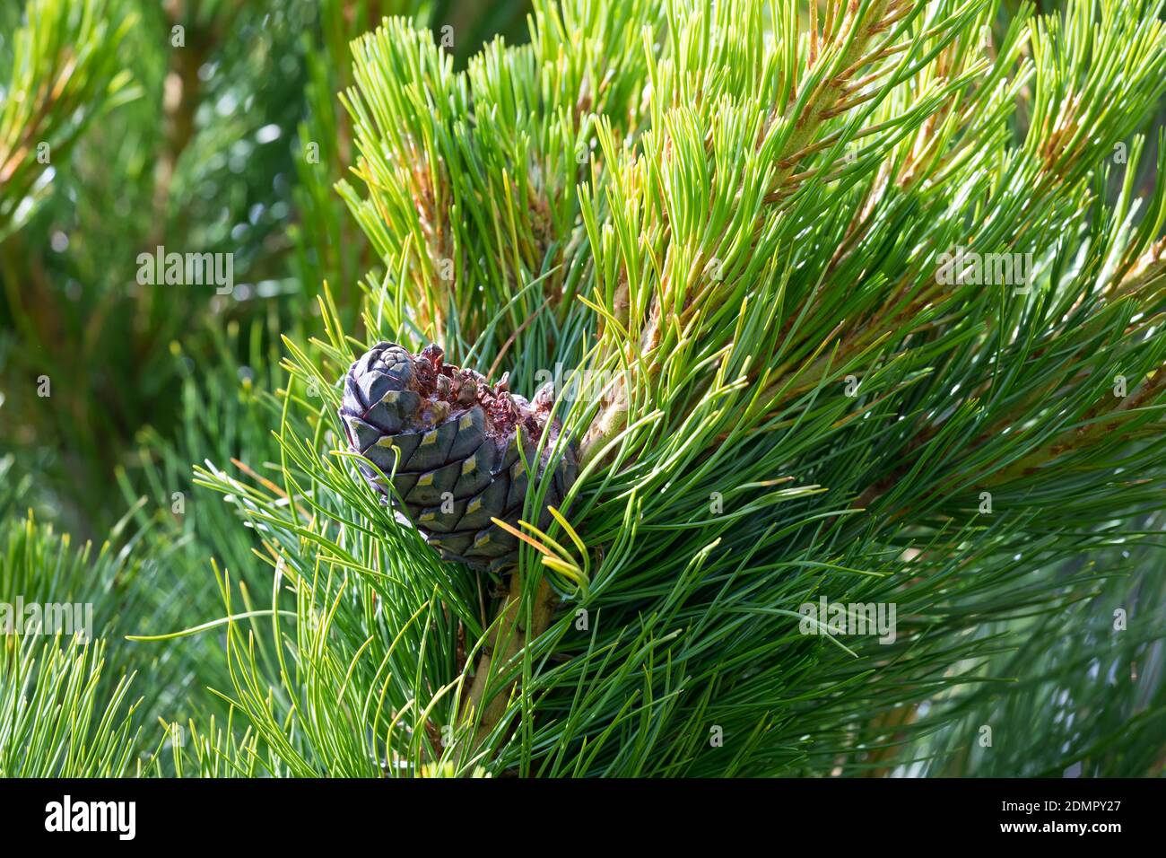 Tannenhäher hat Zirbenzapfen aufgehackt, Zapfen, Zirbe, Zirben-Zapfen, Tannen-Häher, Nucifraga caryocatactes, Nutcracker, spotted nutcracker, Eurasian Stock Photo