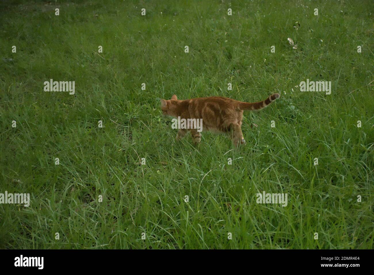 These photographs are of domestic cats commonly called house cats or