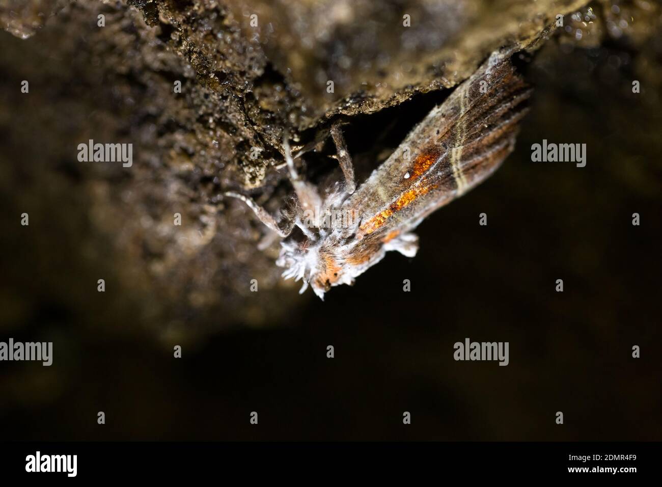 Entomopathogenic fungus (Akanthomyces tuberculatus) growing on a moth in a cave Stock Photo