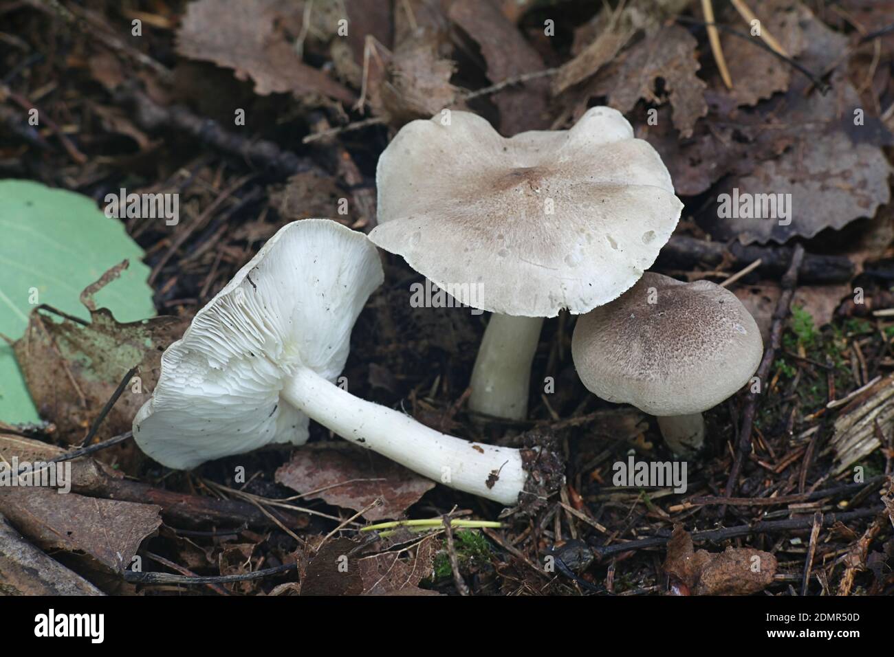 Tricholoma scalpturatum, known as the Yellowing Knight, wild mushroom from Finland Stock Photo