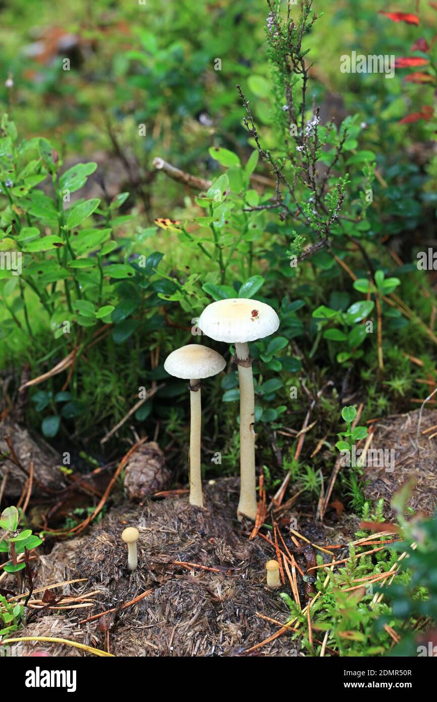 Protostropharia alcis, also called Stropharia alcis, a roundhead mushroom from Finland with no common english name Stock Photo