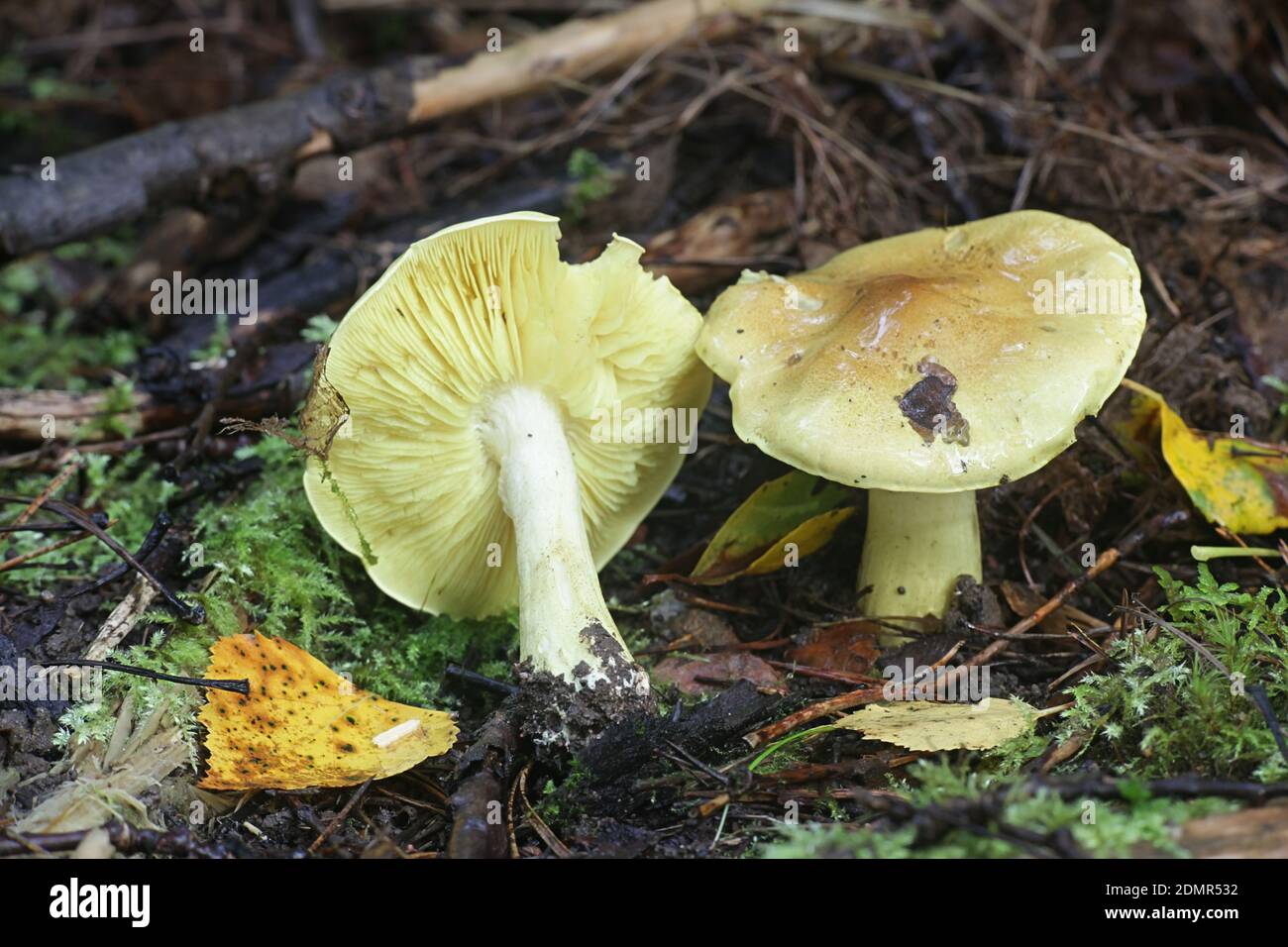 Tricholoma frondosae (Tricholoma equestre var. populinum), known as man on horseback or yellow knight, mushrooms from Finland Stock Photo