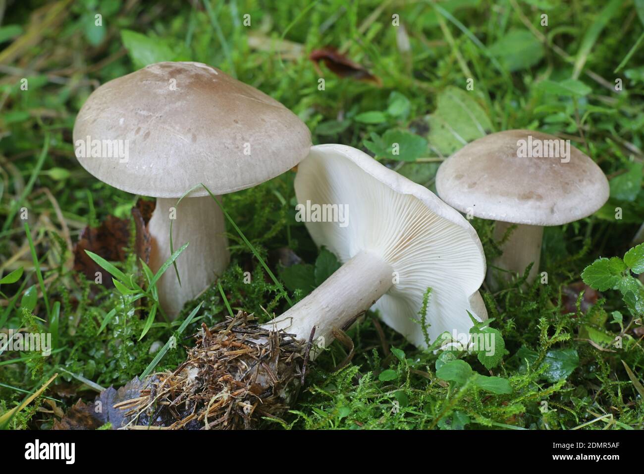 Clitocybe nebularis, known as the clouded agaric or cloud funnel, wild edible mushrooms from Finland Stock Photo