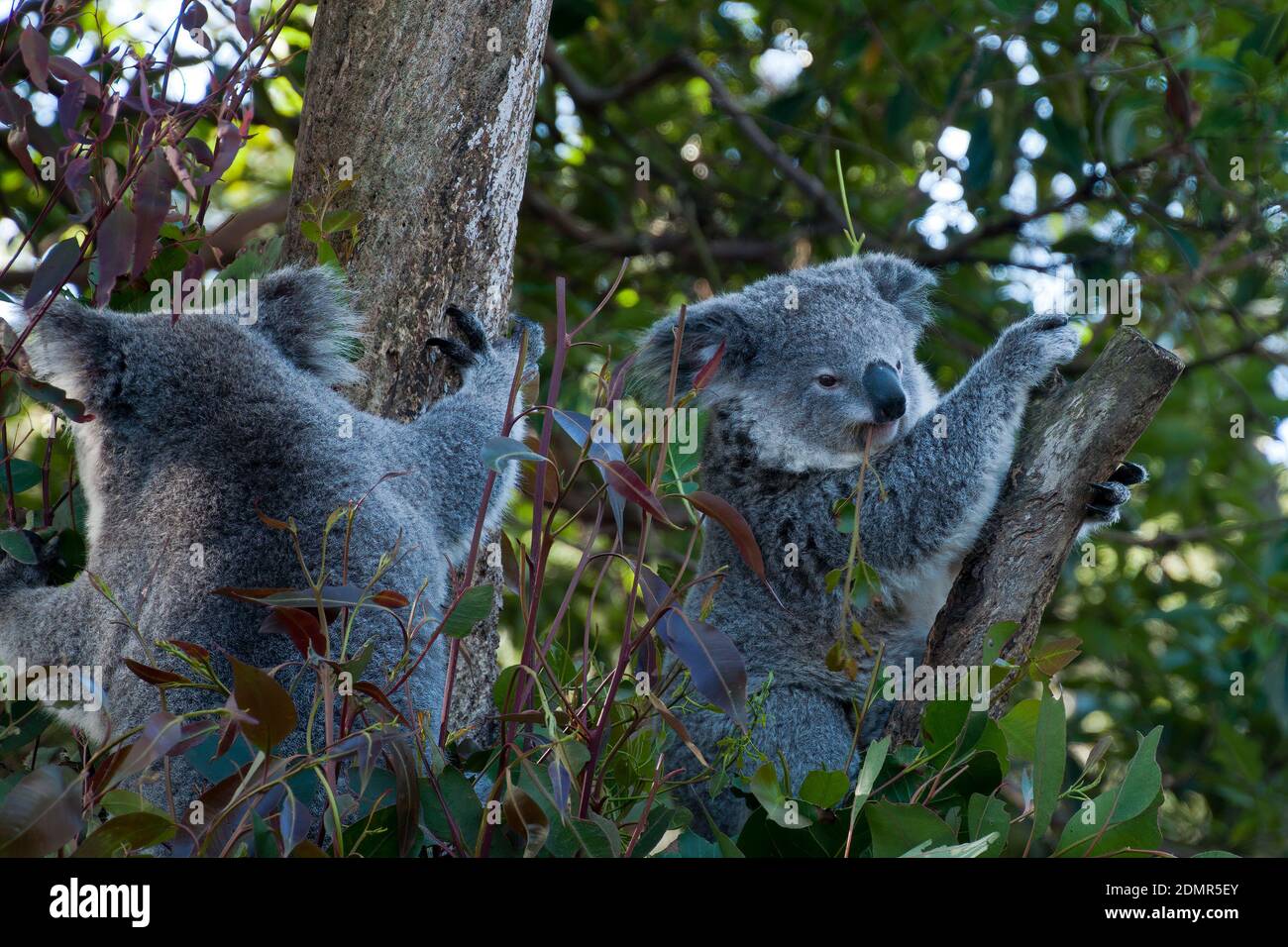 Sydney Australia, two koala bears sitting in a eucalyptus tree Stock ...