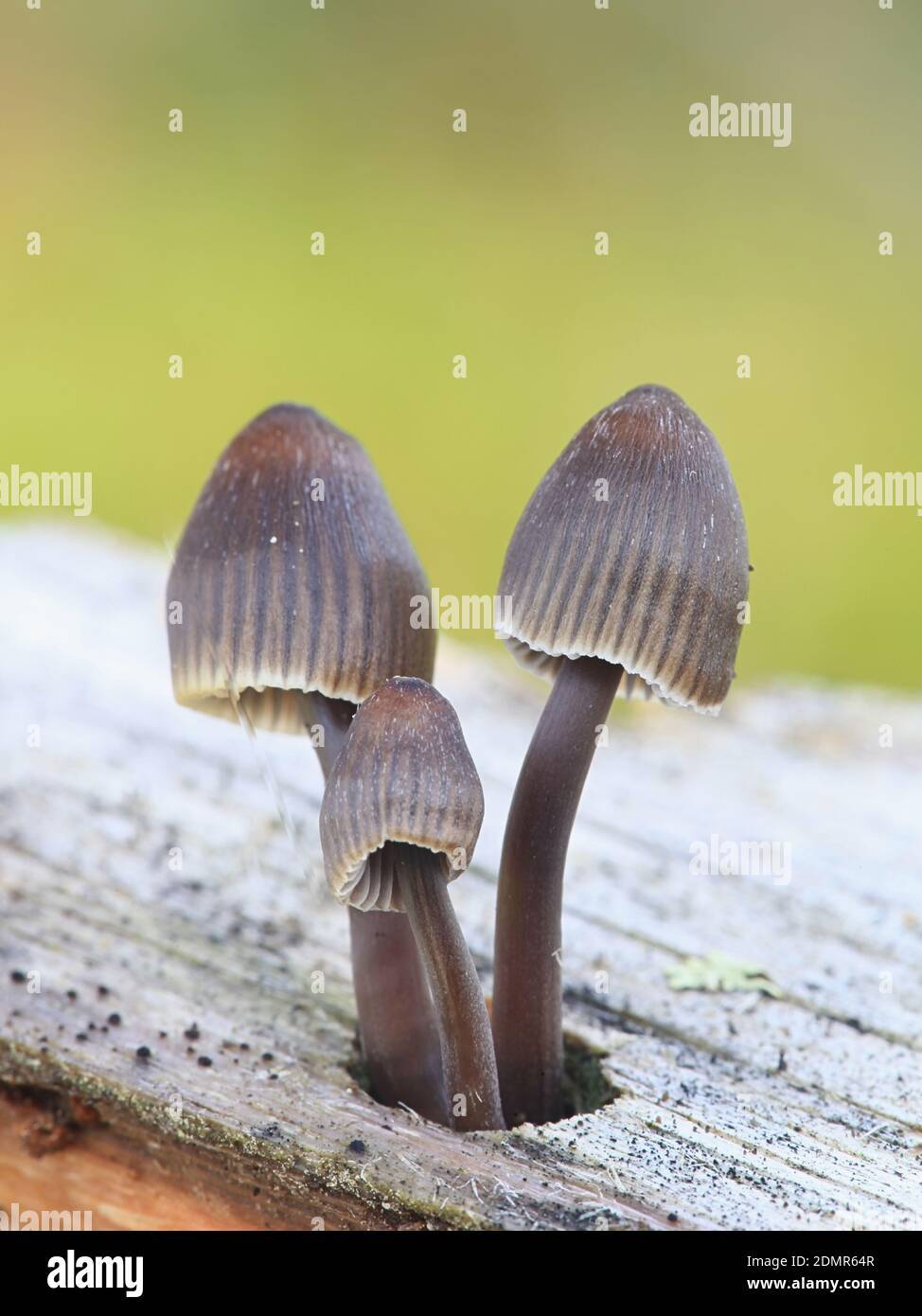 Mycena leptocephala, known as the nitrous bonnet, wild mushroom from