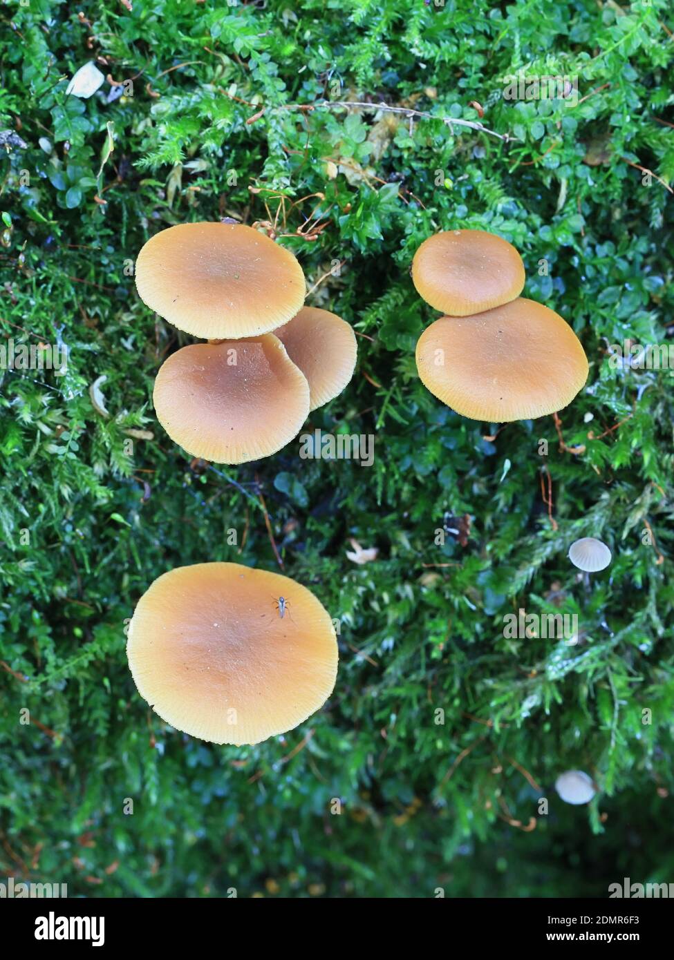 Funeral bell mushroom hires stock photography and images Alamy