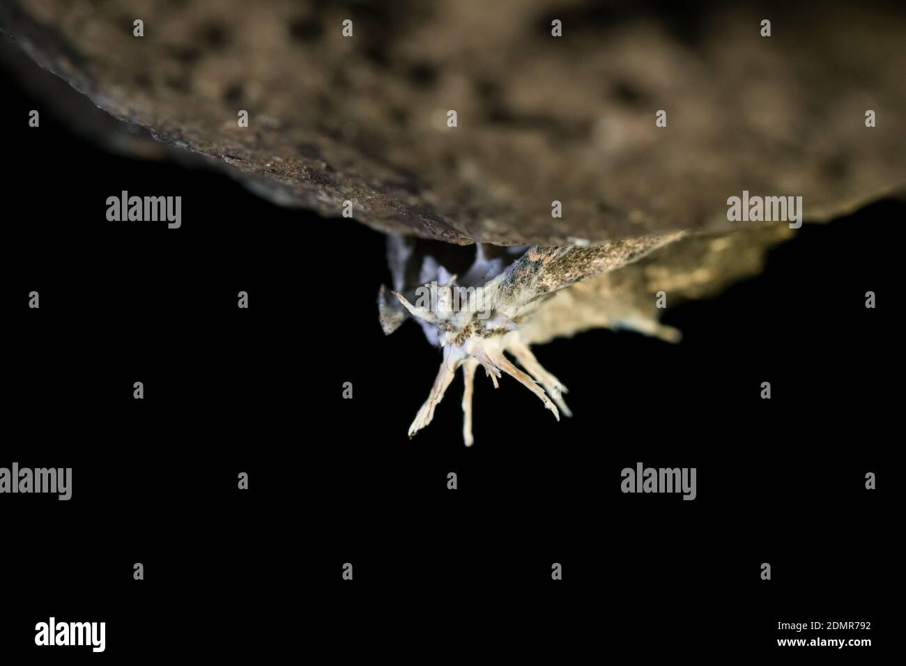 Entomopathogenic fungus (Akanthomyces tuberculatus) growing on a moth in a cave Stock Photo