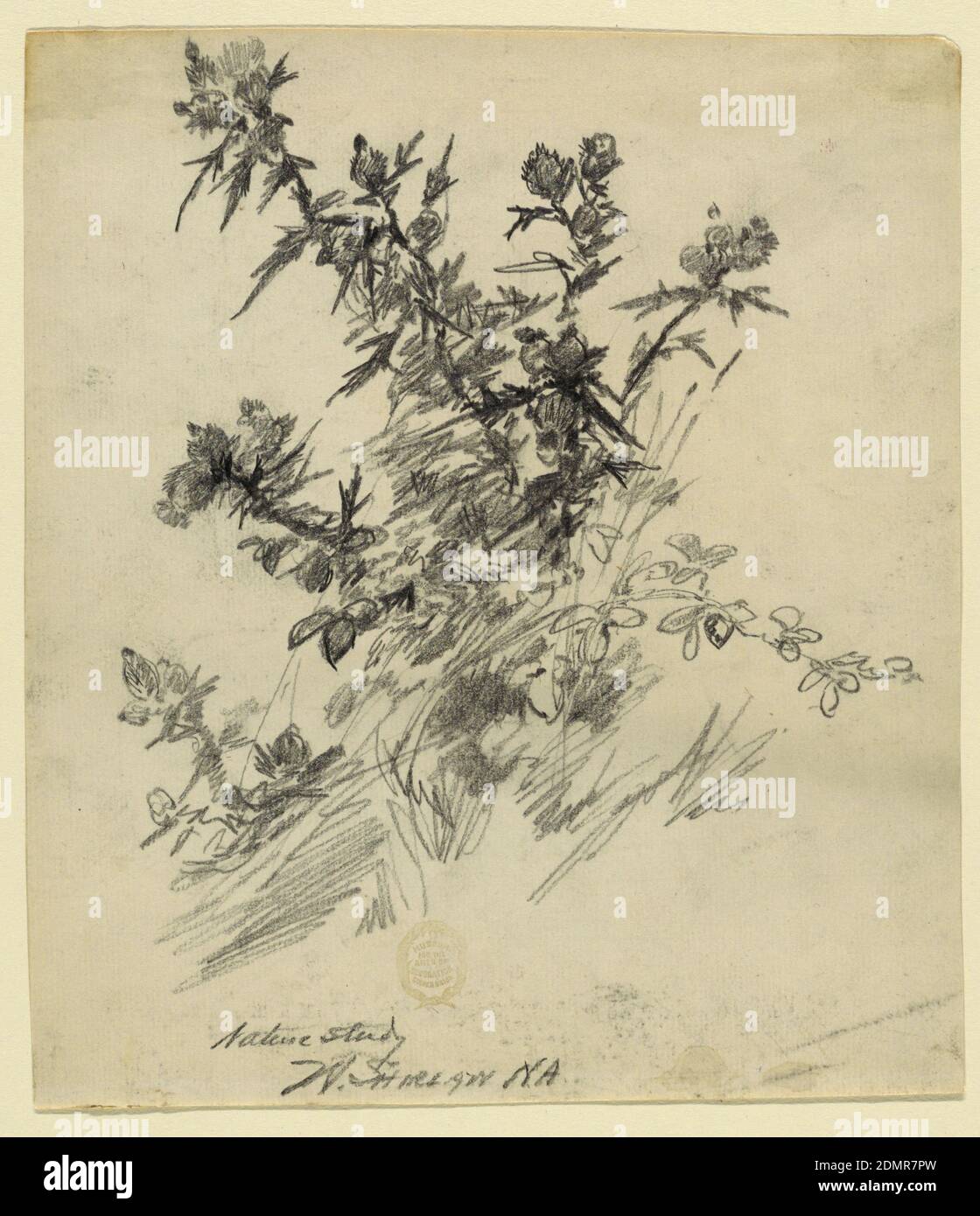 Nature Study, Walter Shirlaw, American, b. Scotland, 1838–1909, Black crayon on cream laid paper, Study of edible plants from nature., USA, 1875–80, nature studies, Drawing Stock Photo