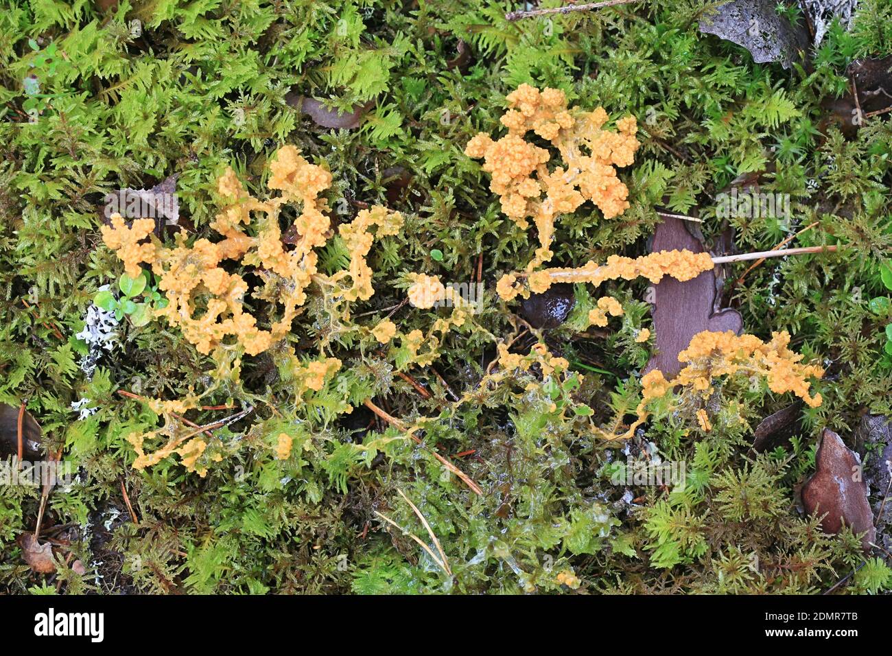 Apricot slime mold, Fuligo muscorum Stock Photo