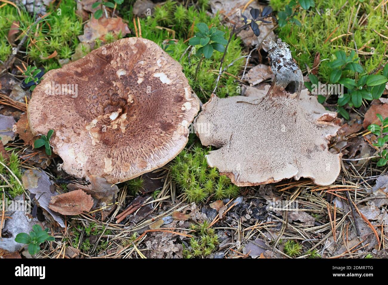 Sarcodon scabrosus, also called Hydnellum scabrosum, bitter tooth or bitter hedgehog, wild mushroom from Finland Stock Photo