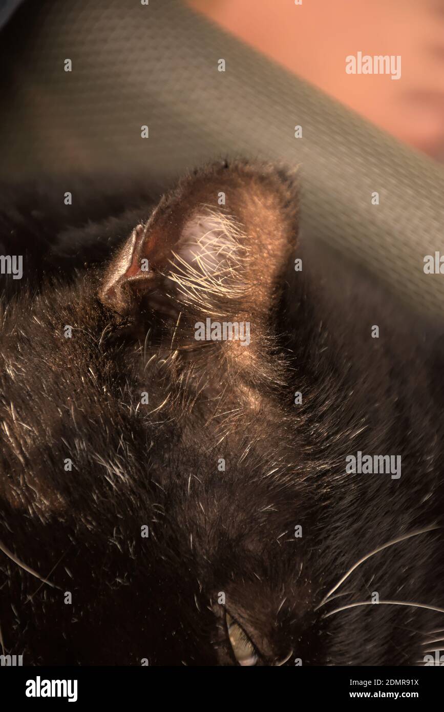 These photographs are of domestic cats commonly called house cats or