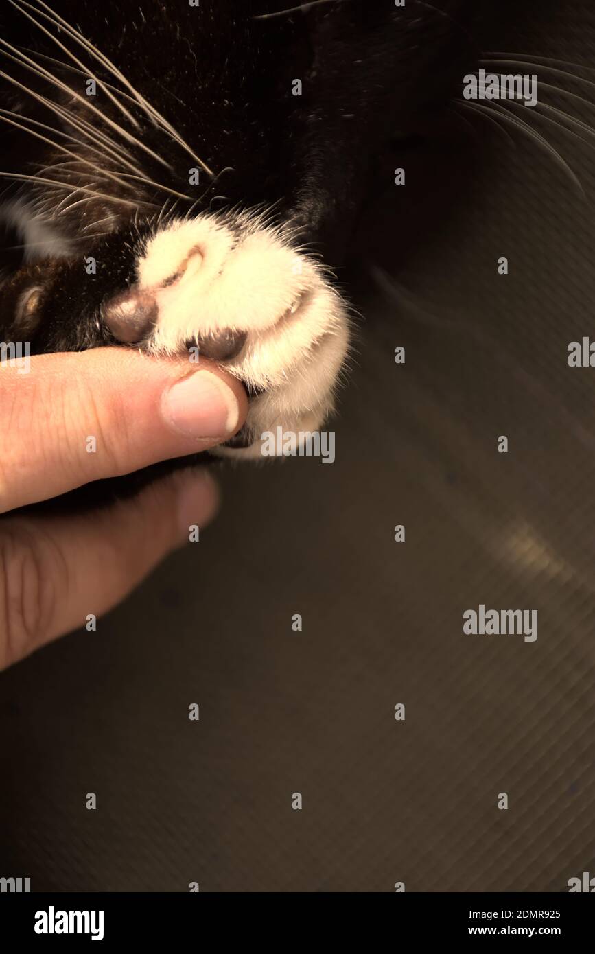 These photographs are of domestic cats commonly called house cats or