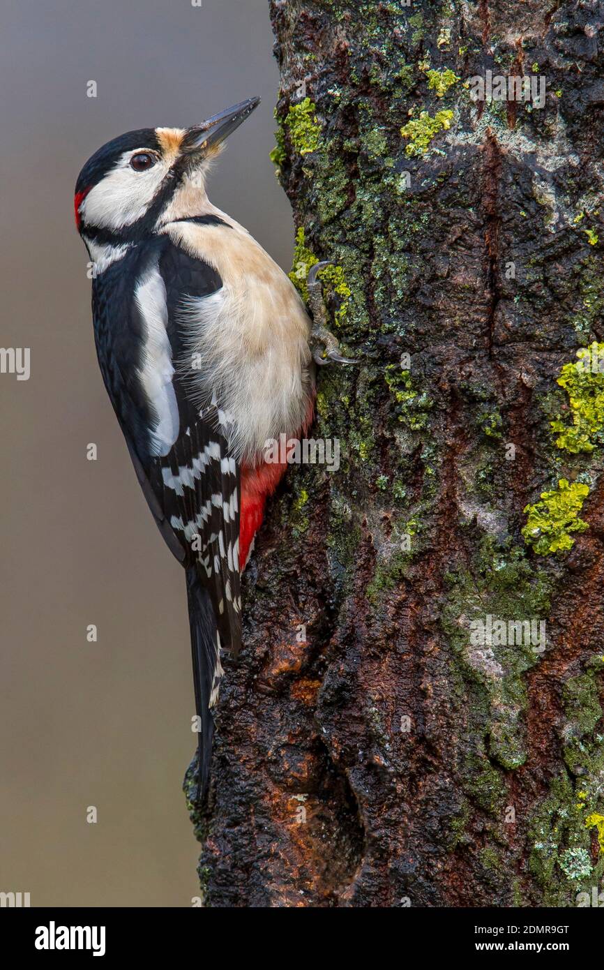 Grote Bonte Specht; Great Spotted Woodpecker; Dendrocopos major Stock Photo