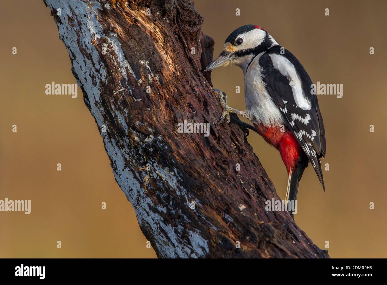 Grote Bonte Specht; Great Spotted Woodpecker; Dendrocopos major Stock Photo