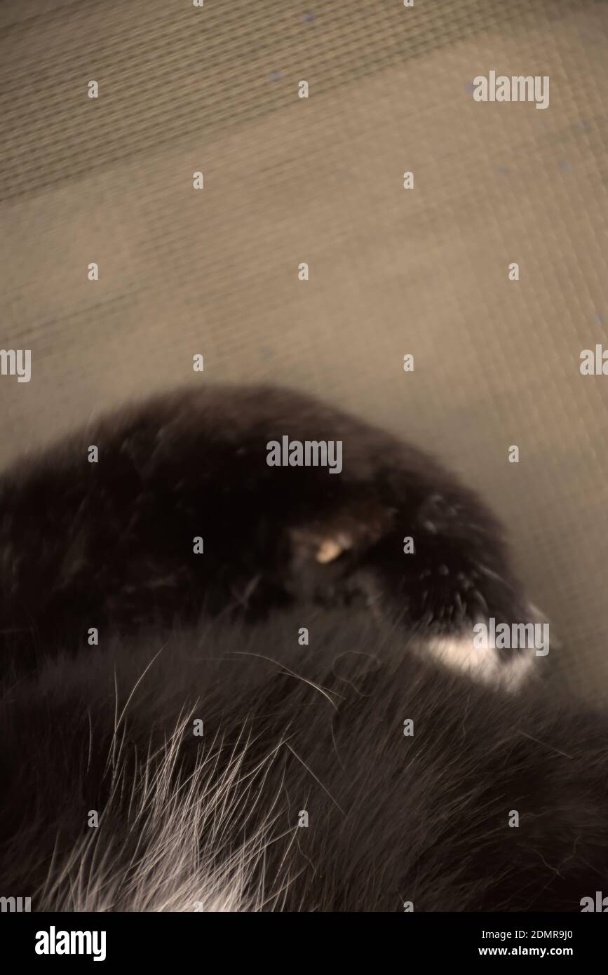 These photographs are of domestic cats commonly called house cats or