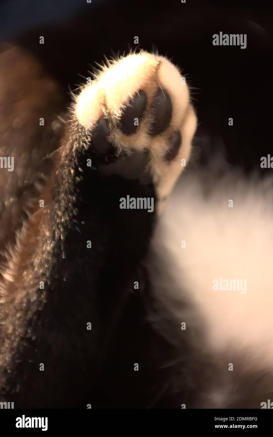 These photographs are of domestic cats commonly called house cats or