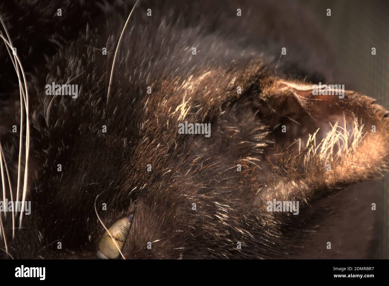 These photographs are of domestic cats commonly called house cats or