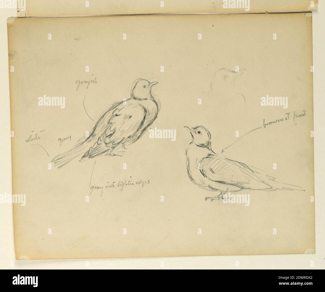 Study for 'The Beneficence of the Law,' Essex County Courthouse, Newark, NJ, Kenyon Cox, American, 1856–1919, Graphite on paper, Two sketches of a bird., USA, 1906, animals, Drawing Stock Photo