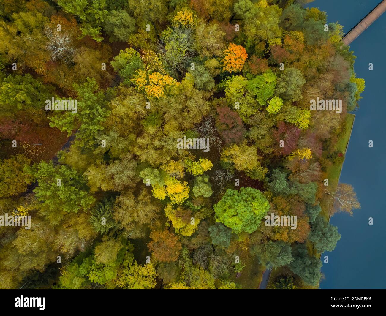 Bird's-eye view of the trees in the autumn forest with a lake, a wooden ...