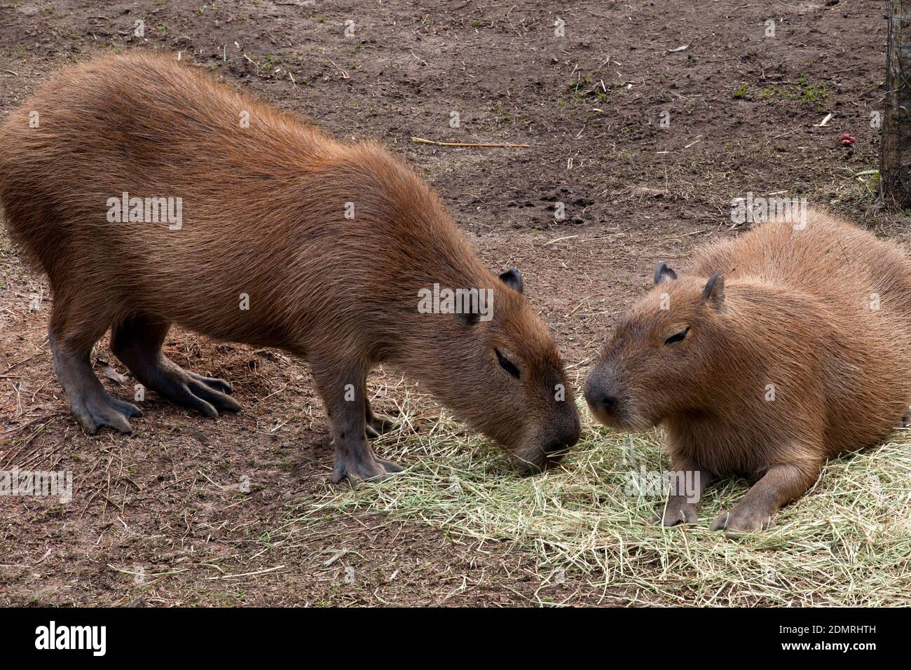 Sydney Australia, Hydrochoerus hydrochaeris or capybara which is the  largest living rodent Stock Photo - Alamy