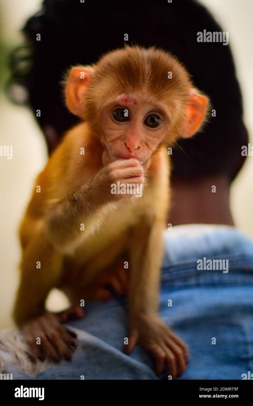 Monkey on shoulder hires stock photography and images Alamy