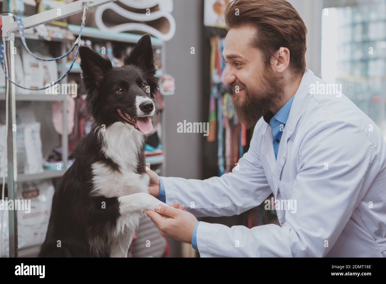 Beautiful black dog getting examined by professional veterinarian at the animals hospital. Cheerful male vet doctor playing with adorable puppy Stock Photo - Alamy Beautiful black dog getting examined by professional veterinarian at the animals hospital. Cheerful male vet doctor playing with adorable puppy Stock Photo - Alamy