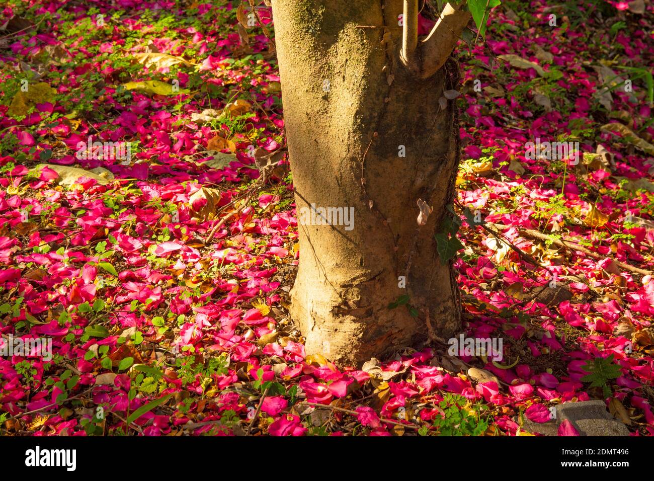 Camellia Sasanqua in Kikuchi Park, Kumamoto Prefecture, Japan Stock Photo