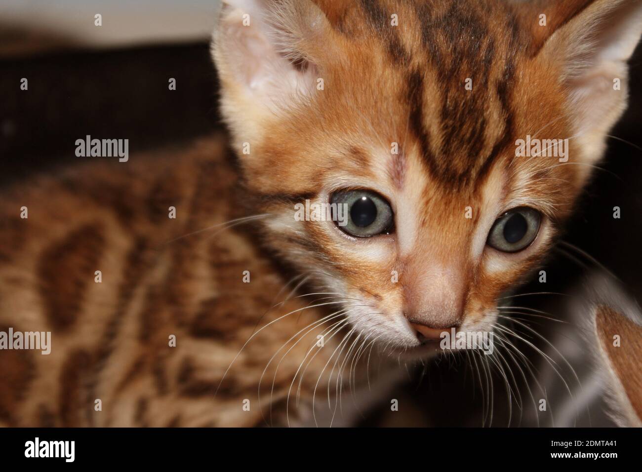 Ginger Bengal Cat High Resolution Stock Photography and Images Alamy