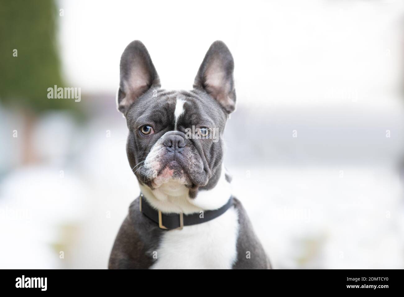 portrait of a French bulldog grey and white Stock Photo - Alamy
