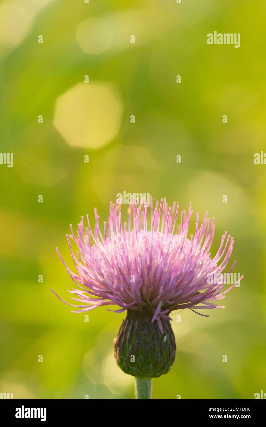 Japanese Thistle in Southern Somma of Mt. Aso, Kumamoto Prefecture, Japan Stock Photo