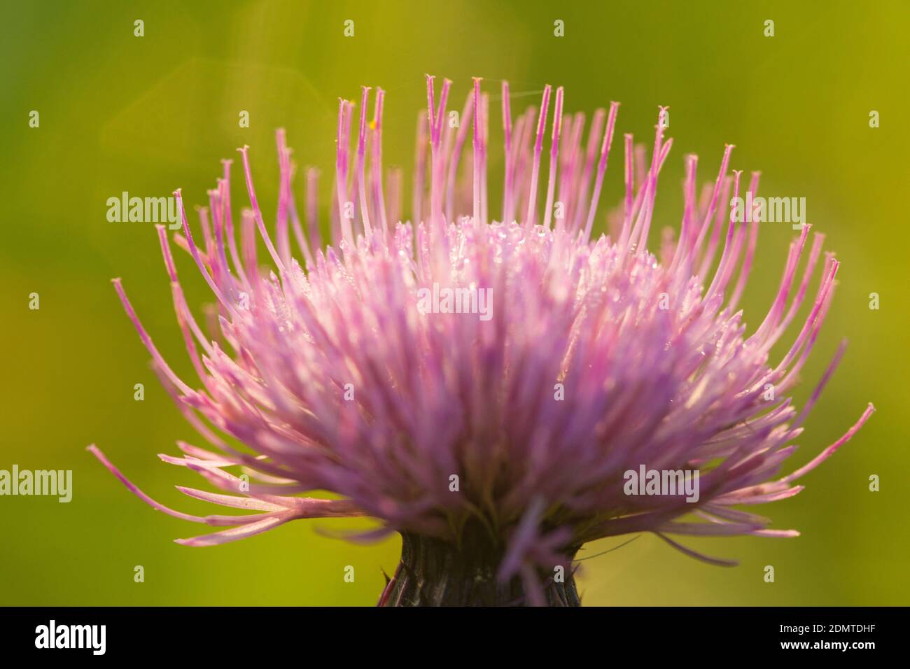 Japanese Thistle in Southern Somma of Mt. Aso, Kumamoto Prefecture, Japan Stock Photo