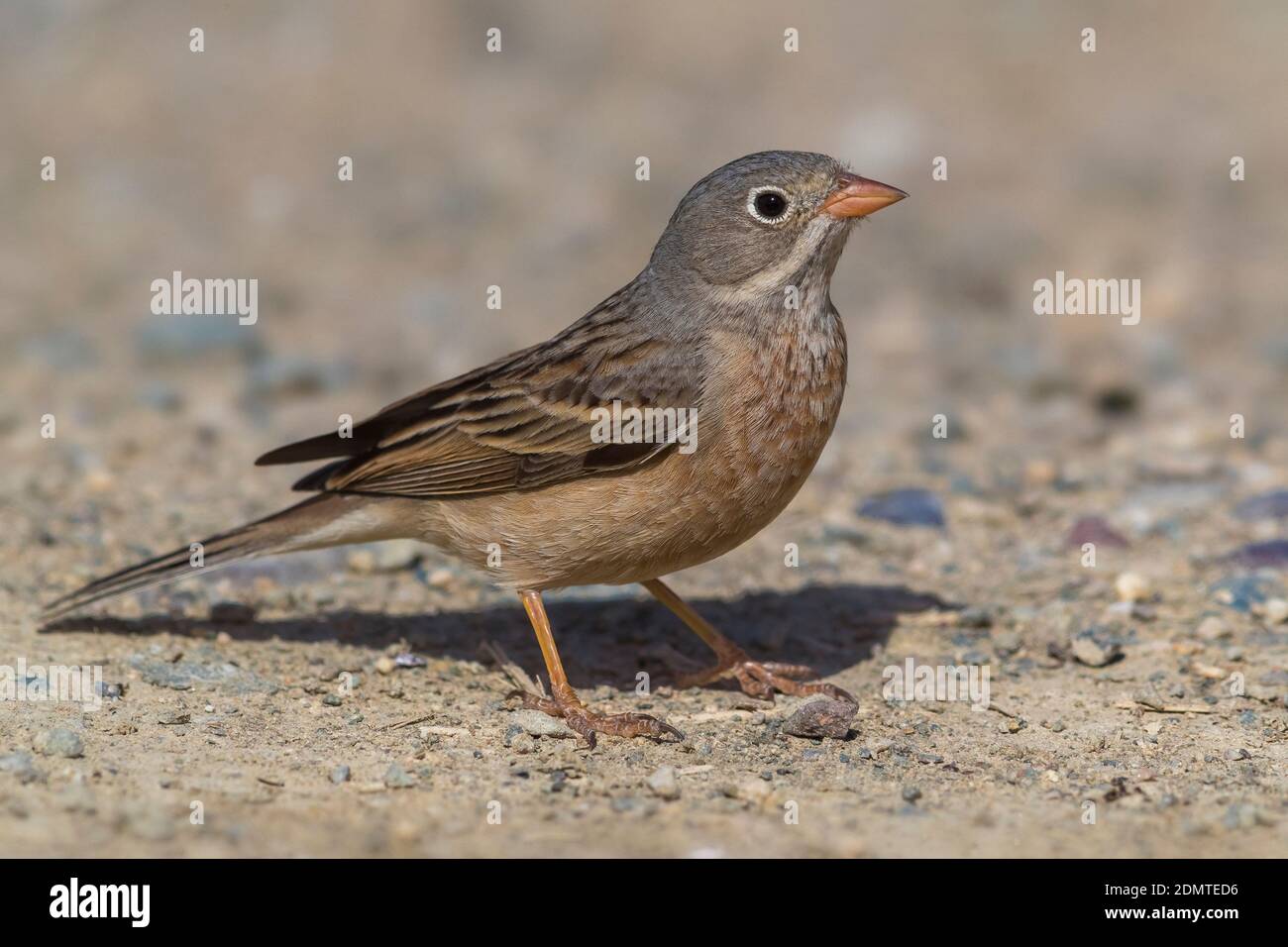 Adult Grey-necked Bunting standing on the ground. Stock Photo