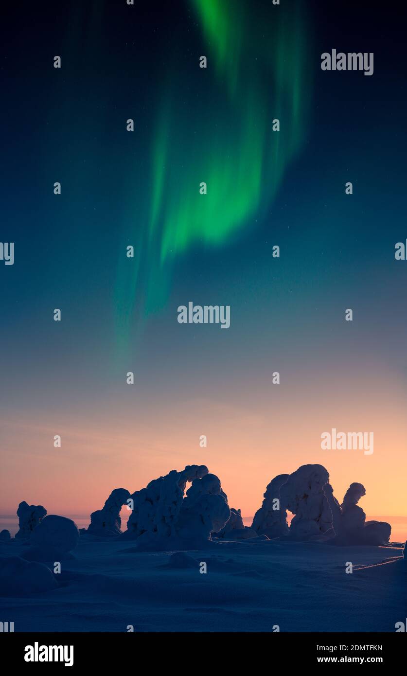 Northern lights and sunrise above snow covered trees Stock Photo Alamy