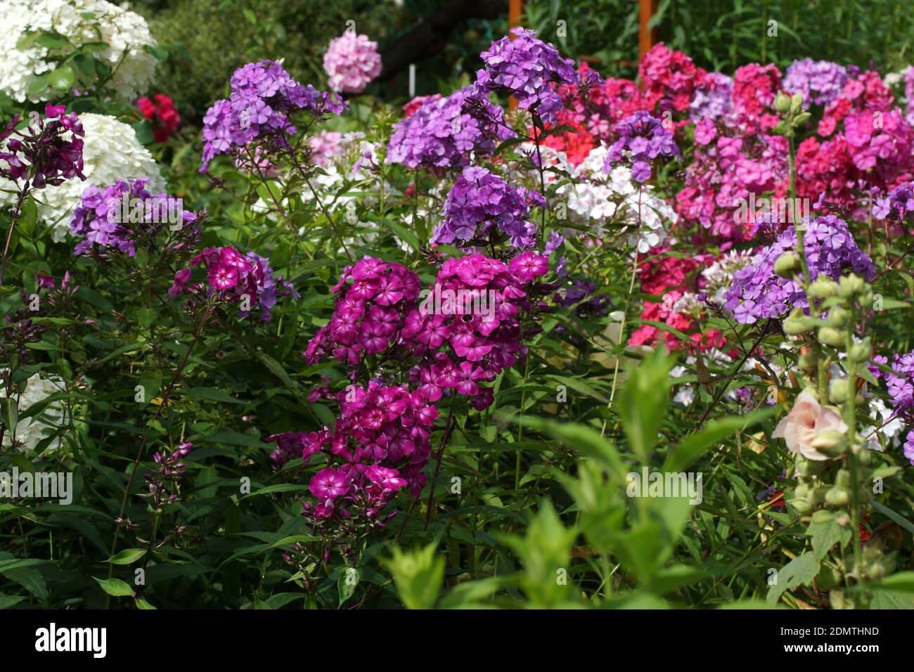 Multi-colored phlox in the photo. Phlox paniculata, fall phlox, garden phlox, perennial phlox.  Fragment of a summer garden in bloom. Stock Photo