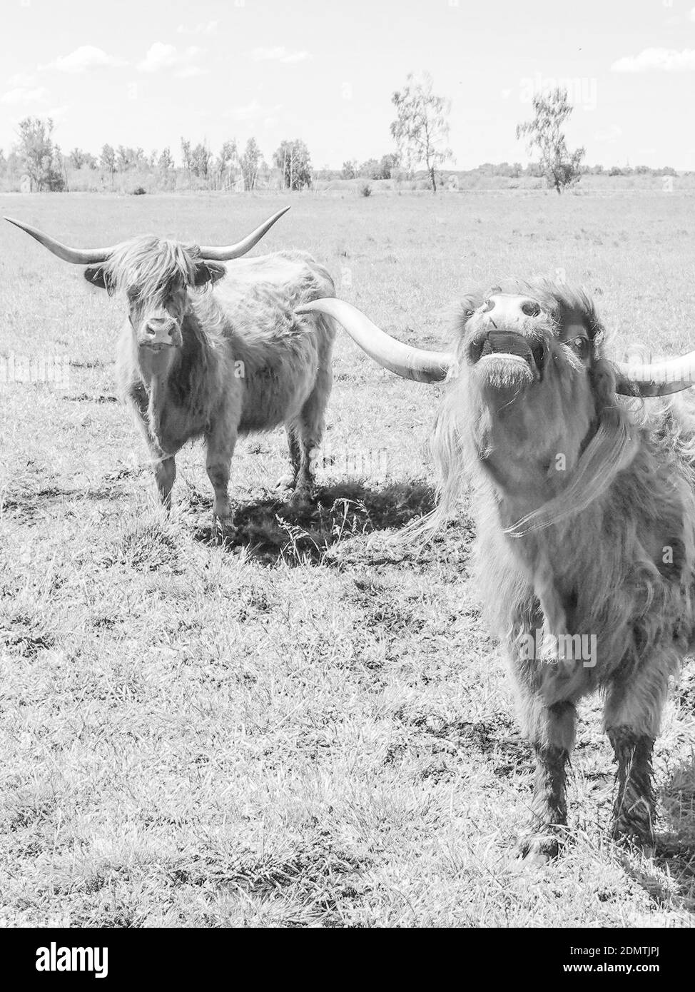 Highland cow on white background hires stock photography and images