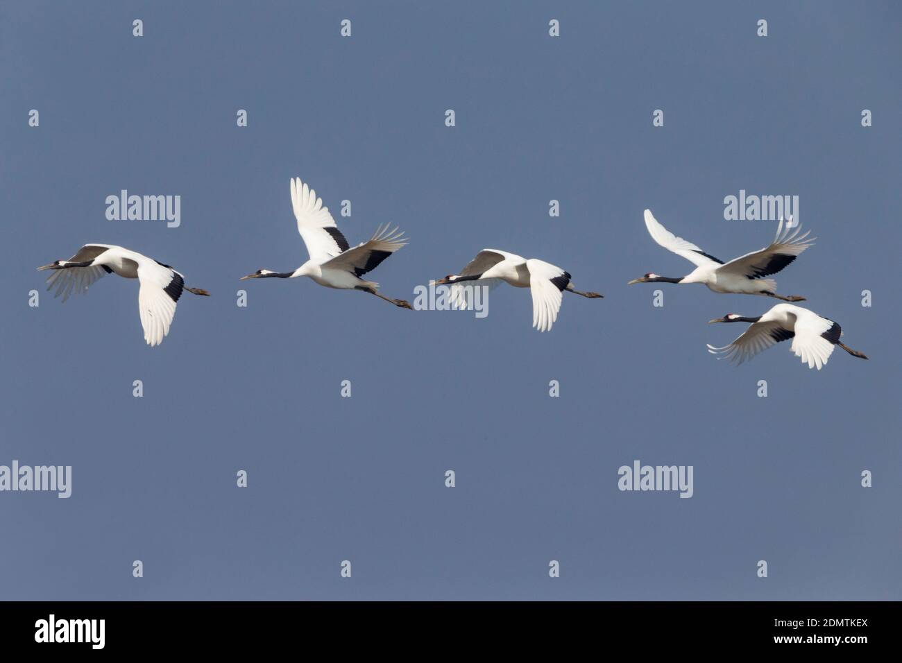 Chinese Kraanvogel in vlucht; Red-crowned Crane in flight Stock Photo ...