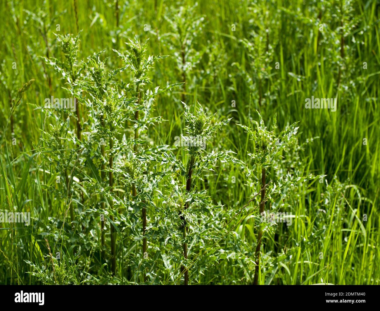 Grassland with thistles in the Elbmarsch near Barum, North Germany. Stock Photo