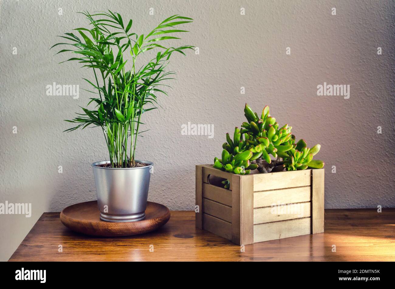 Potted houseplants called Chamaedorea elegans and Crassula ovata gollum or hobbit in a wooden box. Stock Photo